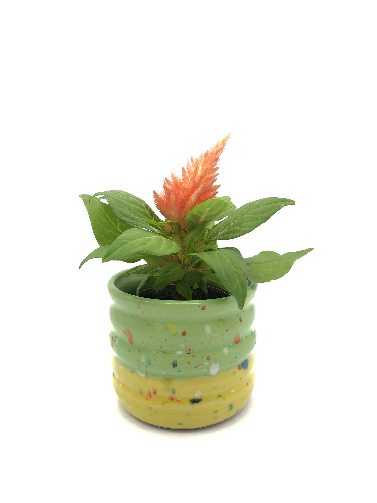 Small Planter